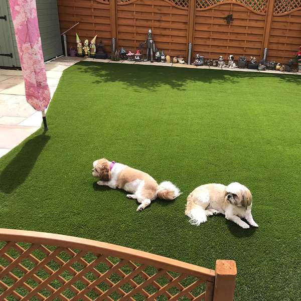 Dogs relaxing on artificial grass